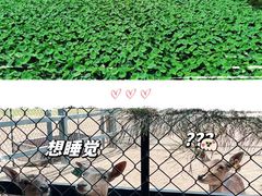 -南海子公园