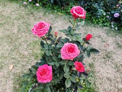 -人民公园(罗湖区)