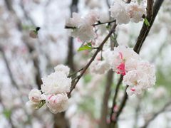 -顾村公园