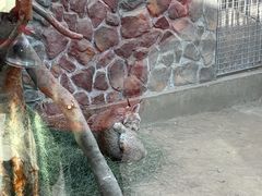 -青藏高原野生动物园