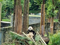 -都江堰中华大熊猫苑
