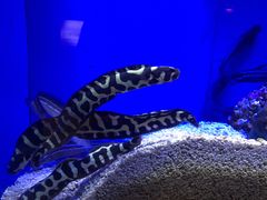 -上海海洋水族馆