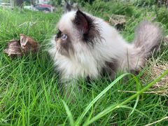 -柚子猫舍·精品猫舍购猫·猫咪认养·购宠·宠物店