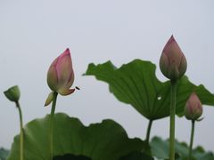 -嘉北郊野公园