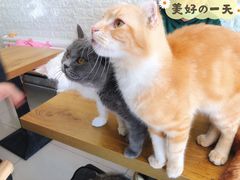 -平行世界·猫咖(首经贸店)