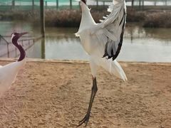 -盐城丹顶鹤湿地生态旅游区