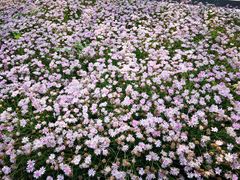 -星巴克(天津佛罗伦萨小镇店)