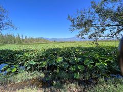 -野鸭湖国家湿地公园