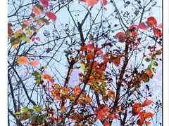 -三圣花乡旅游区