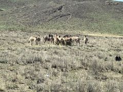 -新疆天山野生动物园