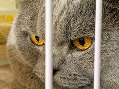-猫宠乐园·专业洗护