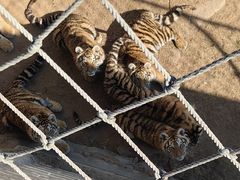 -西霞口神雕山野生动物世界