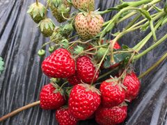 -胜丰草莓采摘园