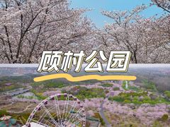 -顾村公园