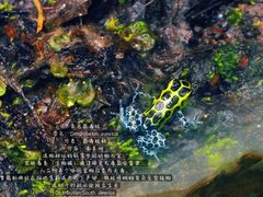 -上海大自然野生昆虫馆(东方明珠·爬宠昆虫探索中心)
