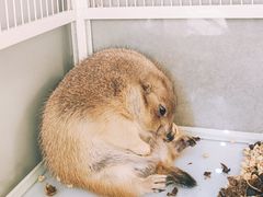 -狗道宠物(常熟印象城店)