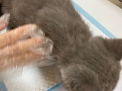 -lincat·猫舍(广州店)