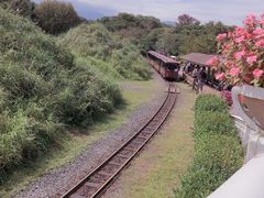 -济州森林小火车生态公园