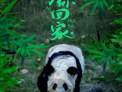 -成都大熊猫繁育研究基地