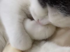 -山宅一喵德文卷毛猫舍