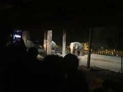 -清迈夜间动物园