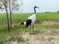 -黑龙江扎龙生态旅游区
