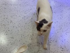 -喵园·猫主题咖啡厅·撸猫·猫咖(国贸店)