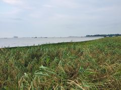 -吴淞炮台湾湿地森林公园烧烤区