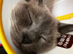 -纳吉亚猫专科动物诊疗中心(蒋宅口分院)