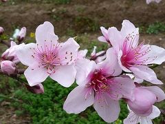 -南汇桃花村