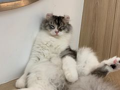 -瞄一喵猫咖(格力海岸店)