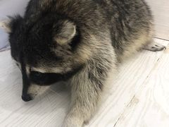 -浣熊柯尔鸭土拨鼠·电玩咖