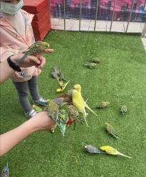 -萌宠亲子动物乐园(槐房万达店)