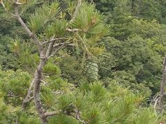 -牛背梁国家森林公园