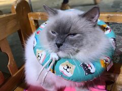 -more than meow吴止猫主题餐厅(承德 中船汇店)