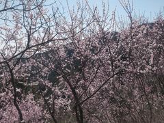 -香山公园