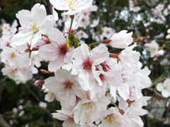 -新虹桥中心花园