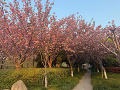 -高东镇樱花园