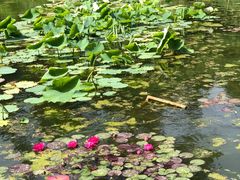 -国家植物园南园