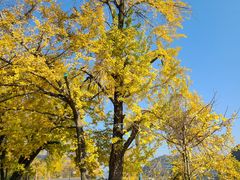 -千年银杏谷文化旅游区