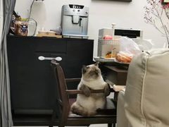 -东方名猫馆·英短金渐层布偶猫舍(环线广场1号楼店)