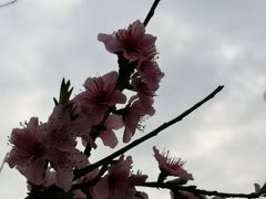 -秀丽东方