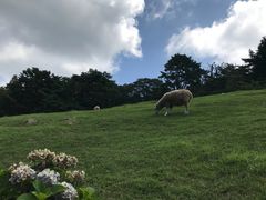 -神户市立六甲山牧场