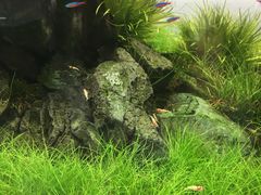 -ADA自然水景世界