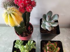 -中环花鸟鱼虫市场