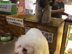 -more than meow吴止猫主题餐厅(承德 中船汇店)