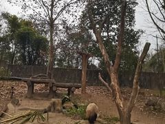 -都江堰中华大熊猫苑
