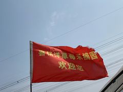 -喜杨洋草莓采摘园