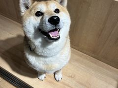 -是阿柴呀！柴犬咖啡·爱喵喵猫咖