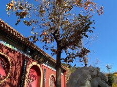 -遵化市禅林寺古银杏风景园